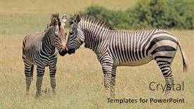  Presentation with mountain - Presentation design with hartmanns-mountain-zebras-equus-zebra background and a  colored foreground