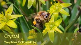  Presentation with honey bee - Audience pleasing slide deck consisting of harverst - pollination with honey bee backdrop and a  colored foreground