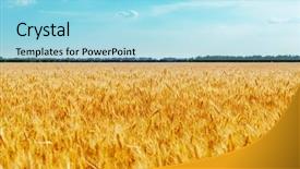  Presentation with sky blue and golden yellow - Presentation with harvest and blue sky soft background and a  colored foreground