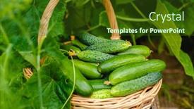  Presentation with cucumbers - Audience pleasing presentation theme consisting of harvest-cucumbers-in-the-greenhouse backdrop and a tawny brown colored foreground