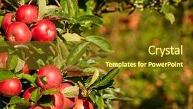  Presentation with orchard - Slide deck consisting of harvest field - apple orchard background and a tawny brown colored foreground