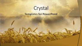  Presentation with ears - Audience pleasing theme consisting of harvest field - ears of wheat backdrop and a blonde colored foreground