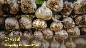  Presentation with crops - Cool new PPT theme with harvest-garlic-in-a-garden backdrop and a tawny brown colored foreground