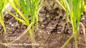  Presentation with crops - Slide set enhanced with harvest-garlic-in-a-garden background and a coral colored foreground