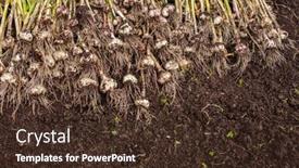  Presentation with crops - Amazing presentation design having harvest-garlic-in-a-garden backdrop and a tawny brown colored foreground