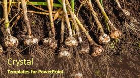  Presentation with crops - Presentation theme consisting of harvest-garlic-in-a-garden background and a tawny brown colored foreground