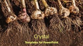  Presentation with crops - Beautiful slide set featuring harvest-garlic-in-a-garden backdrop and a tawny brown colored foreground