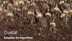  Presentation with crops - Presentation design with harvest-garlic-in-a-garden background and a tawny brown colored foreground