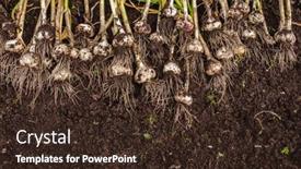  Presentation with garlic - Colorful presentation theme enhanced with harvest-garlic-in-a-garden backdrop and a wine colored foreground