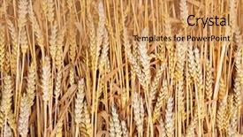  Presentation with wheat - Theme with harvest moon - ripe common wheat - bread background and a gold colored foreground