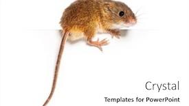  Presentation with harvest - Presentation theme consisting of harvest-mouse-micromys-minutus-balancing background and a white colored foreground