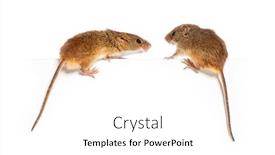  Presentation with harvest - PPT layouts consisting of harvest-mouse-micromys-minutus-balancing background and a white colored foreground