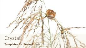  Presentation with harvest - Presentation featuring harvest-mouse-micromys-minutus-climbing background and a cream colored foreground