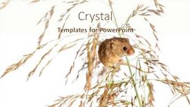  Presentation with harvest - Slide set consisting of harvest-mouse-micromys-minutus-climbing background and a cream colored foreground