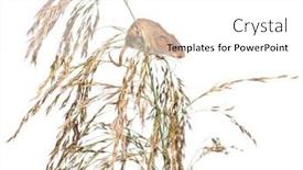  Presentation with harvest - PPT theme having harvest-mouse-micromys-minutus-climbing background and a white colored foreground