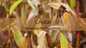  Presentation with rainy day - PPT layouts with harvest on a rainy background and a gold colored foreground