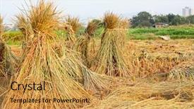  Presentation with harvest - Cool new slides with harvest rice backdrop and a gold colored foreground