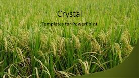  Presentation with rice paddy - PPT layouts consisting of harvest season of yellow rice background and a gold colored foreground