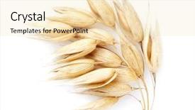 Presentation with harvest - Presentation design with harvest seed - oats in closeup on white background and a lemonade colored foreground