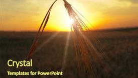  Presentation with summer sun - Colorful presentation theme enhanced with harvest seed - sunset on field at summer backdrop and a wine colored foreground