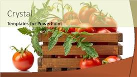  Presentation with harvest - PPT layouts featuring harvest-tomatoes-in-wooden-box background and a blonde colored foreground