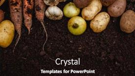  Presentation with carrots - PPT theme consisting of harvest-vegetables-on-the-ground background and a wine colored foreground