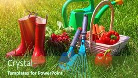  Presentation with red onion - Presentation enhanced with harvest-vegetables-red-pepper-onion background and a tawny brown colored foreground