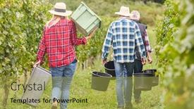  Presentation with vineyard - Beautiful slides featuring harvest-workers-as-seasonal-workers backdrop and a yellow colored foreground