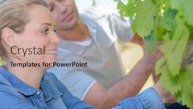  Presentation with harvest - PPT theme consisting of harvest background and a coral colored foreground