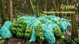  Presentation with colombia - Beautiful slide deck featuring harvested bananas in colombia south backdrop and a tawny brown colored foreground