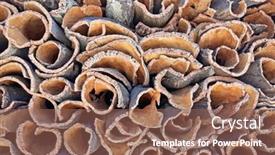  Presentation with cork - Slides consisting of harvested-cork-in-the-countryside background and a violet colored foreground