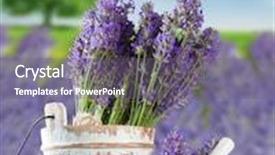  Presentation with lavender flowers - Amazing slides having harvested lavender flowers on wooden planks blur field on background backdrop and a gray colored foreground