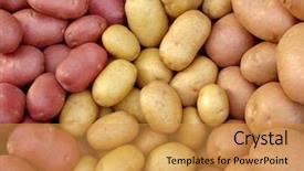  Presentation with farm - Slides consisting of harvested potato tubers different varieties background and a gold colored foreground