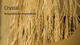  Presentation with rice - Audience pleasing PPT theme consisting of harvested rice being dried backdrop and a yellow colored foreground