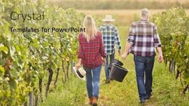  Presentation with winery - Colorful slides enhanced with harvesters-at-a-winery-harvesting backdrop and a yellow colored foreground