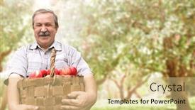  Presentation with orchard - Presentation theme enhanced with harvesting-an-apples-farmer background and a blonde colored foreground