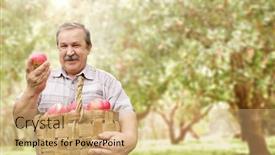  Presentation with orchard - PPT theme featuring harvesting-an-apples-farmer background and a coral colored foreground