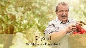  Presentation with orchard - Slides enhanced with harvesting-an-apples-farmer background and a yellow colored foreground