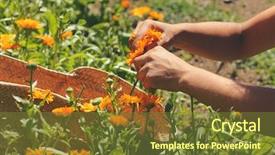  Presentation with calendula - Beautiful PPT layouts featuring harvesting calendula flowers backdrop and a tawny brown colored foreground