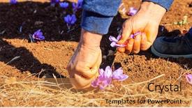  Presentation with food saffron - Theme having harvesting crocus in a saffron background and a gold colored foreground