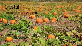  Presentation with farm - Theme having harvesting festival - pumpkins going on a pumpkin background and a gold colored foreground