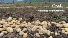  Presentation with potato - Slide deck consisting of harvesting in a potato field background and a gray colored foreground