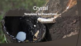  Presentation with rubber tree - PPT theme consisting of harvesting in forest in kerala background and a gray colored foreground