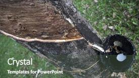  Presentation with rubber tree - Beautiful PPT layouts featuring harvesting in forest in kerala backdrop and a gray colored foreground