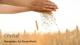  Presentation with prosperity - Amazing slide set having harvesting nature agriculture and prosperity concept - hands pouring ripe wheat grain on cereal field backdrop and a yellow colored foreground