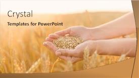  Presentation with cereal - Slide set with harvesting nature agriculture and prosperity concept - hands holding ripe wheat grain on cereal field background and a lemonade colored foreground