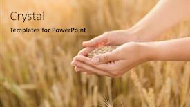  Presentation with prosperity - PPT layouts having harvesting-nature-agriculture-and-prosperity background and a yellow colored foreground