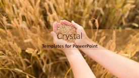  Presentation with prosperity - Presentation with harvesting-nature-agriculture-and-prosperity background and a gold colored foreground