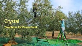  Presentation with olive grove - Cool new PPT theme with harvesting olives in a olive backdrop and a tawny brown colored foreground