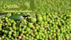  Presentation with olive grove - PPT theme enhanced with harvesting olives in an olive background and a tawny brown colored foreground